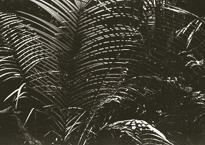 LEICA IIIf, SUMMICRON 2/50, GIGABIT FILM